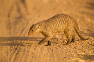 mongoose